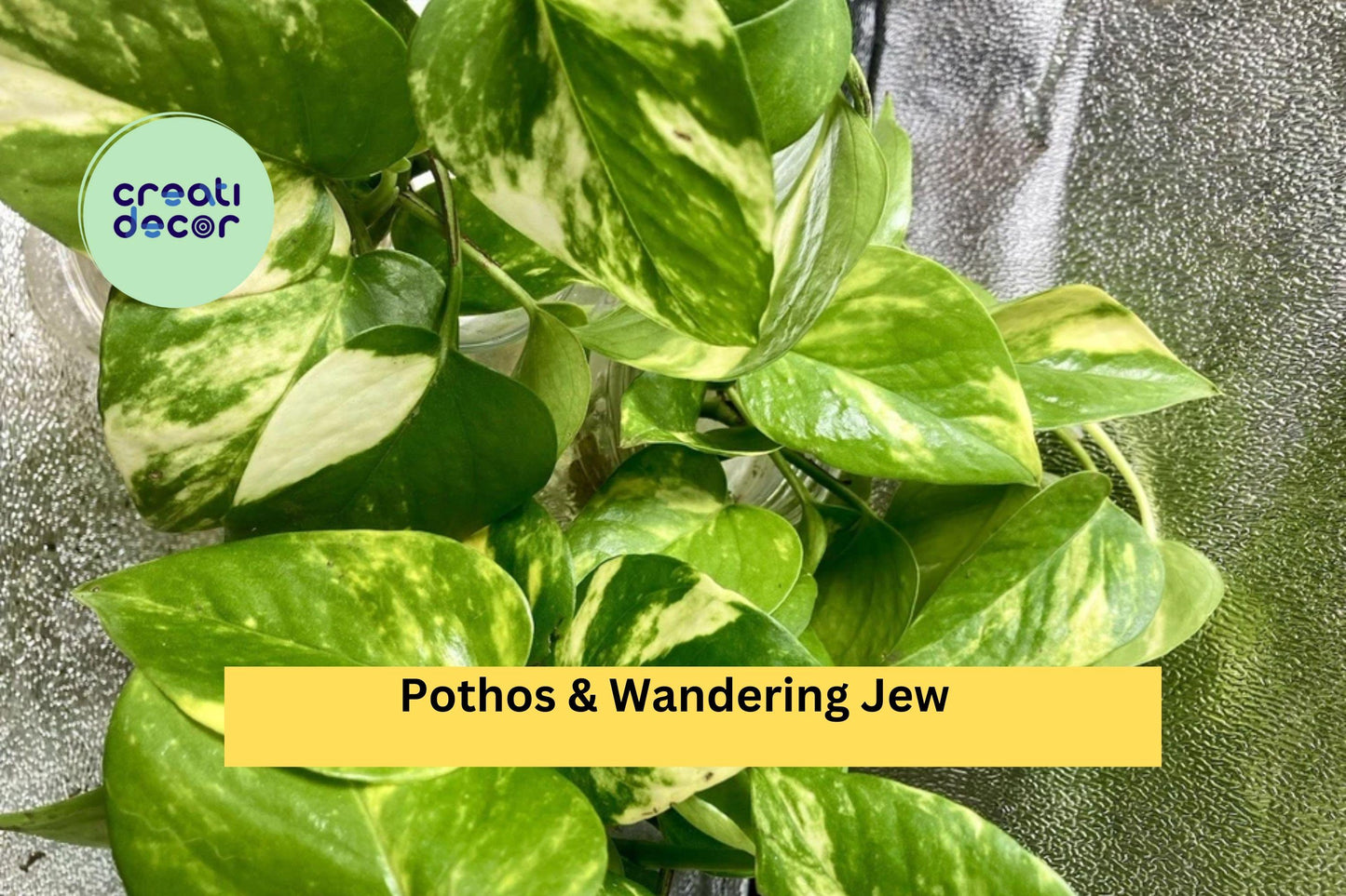 20 Rooted Plant Cuttings – Mix of Pothos & Wandering Jew, Easy-Care Indoor Starter Vines for Hanging Baskets, Pots Houseplant Displays