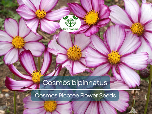 1 Gram Seeds Cosmos Picotee for Planting | Cosmos bipinnatus Unique Bicolor Blooms for Gardens, Pollinator Habitats & Decorative Landscaping