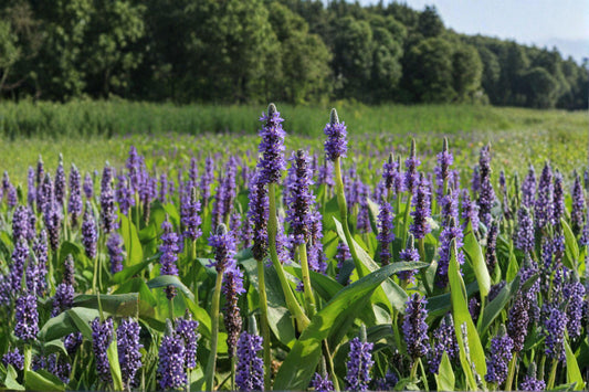 Pickerel Weed – Pontederia cordata, Native Aquatic Perennial | Wetland Plant (10 Seeds)