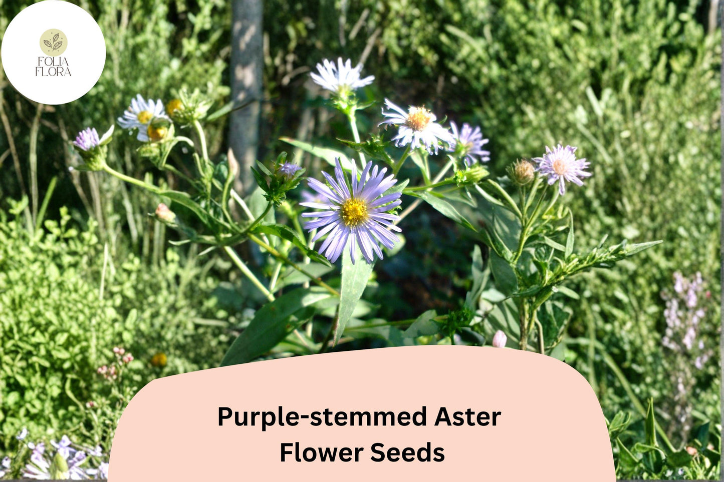 350 Symphyotrichum puniceum Seeds | Purple-stemmed Aster | Native Wildflower for Pollinator Gardens