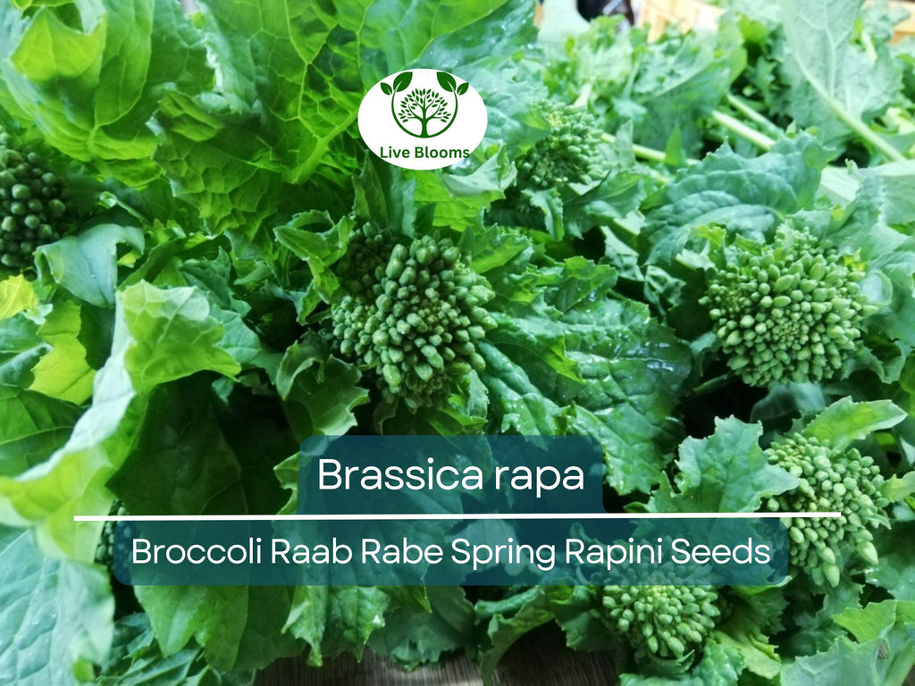150 Seeds Broccoli Raab Rabe - Brassica rapa | Heirloom Spring Rapini for Planting, Gardening & Culinary Use