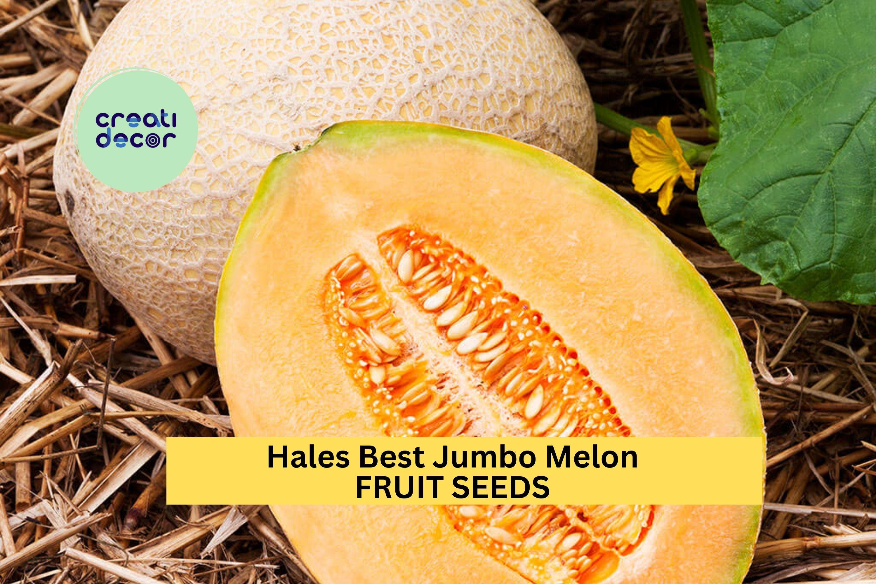 3pcs of 1g Hales Best Jumbo Melon Seeds – Sweet Cantaloupe Variety for Summer Gardens, Containers & Outdoor Planting Seeds for Planting