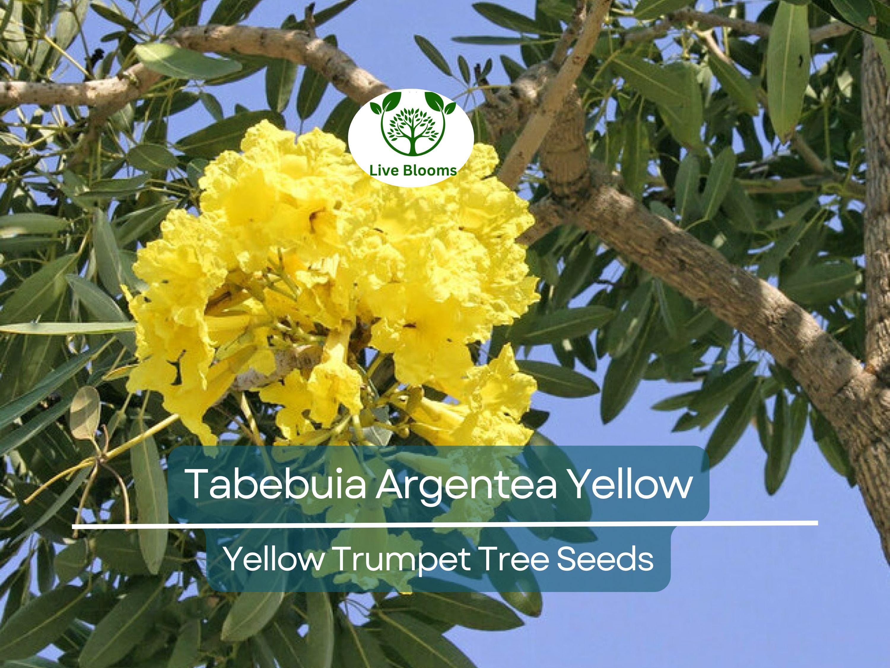 10 Seeds Tabebuia Argentea Yellow (Yellow Trumpet Tree) for Planting - Vibrant Yellow Flowers, Tropical, Garden, Landscaping, Ornamental