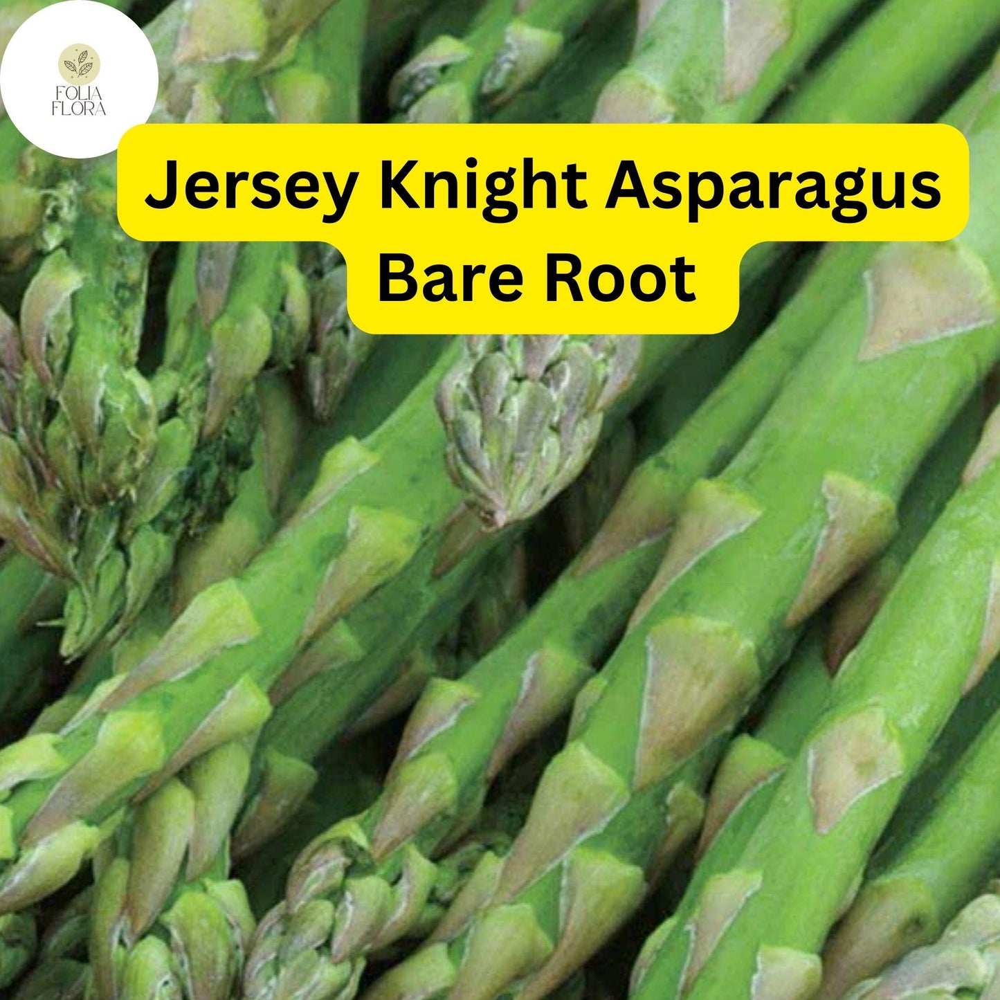 10 Green Jersey Knight Live Asparagus Bare Root - 2yr Crowns, High-Yield Perennial