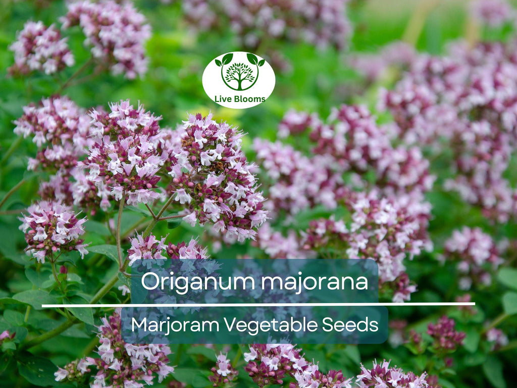400 Seeds Marjoram (Origanum majorana) – Non-GMO, Aromatic Herb, Perfect for Garden & Culinary Use, Easy to Grow, Organic Herb Planting
