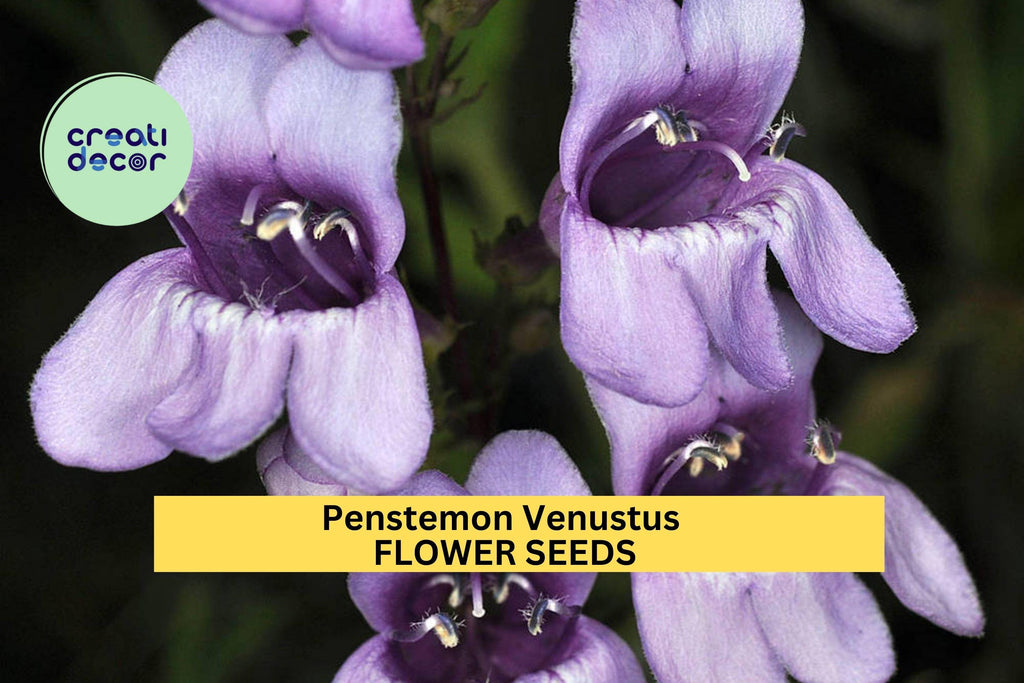 3pcs of 100mg Penstemon venustus Seeds – Venus Penstemon for Pollinator Gardens, Slopes, and Native Landscaping Seeds for Planting
