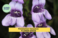 3pcs of 100mg Penstemon venustus Seeds – Venus Penstemon for Pollinator Gardens, Slopes, and Native Landscaping Seeds for Planting