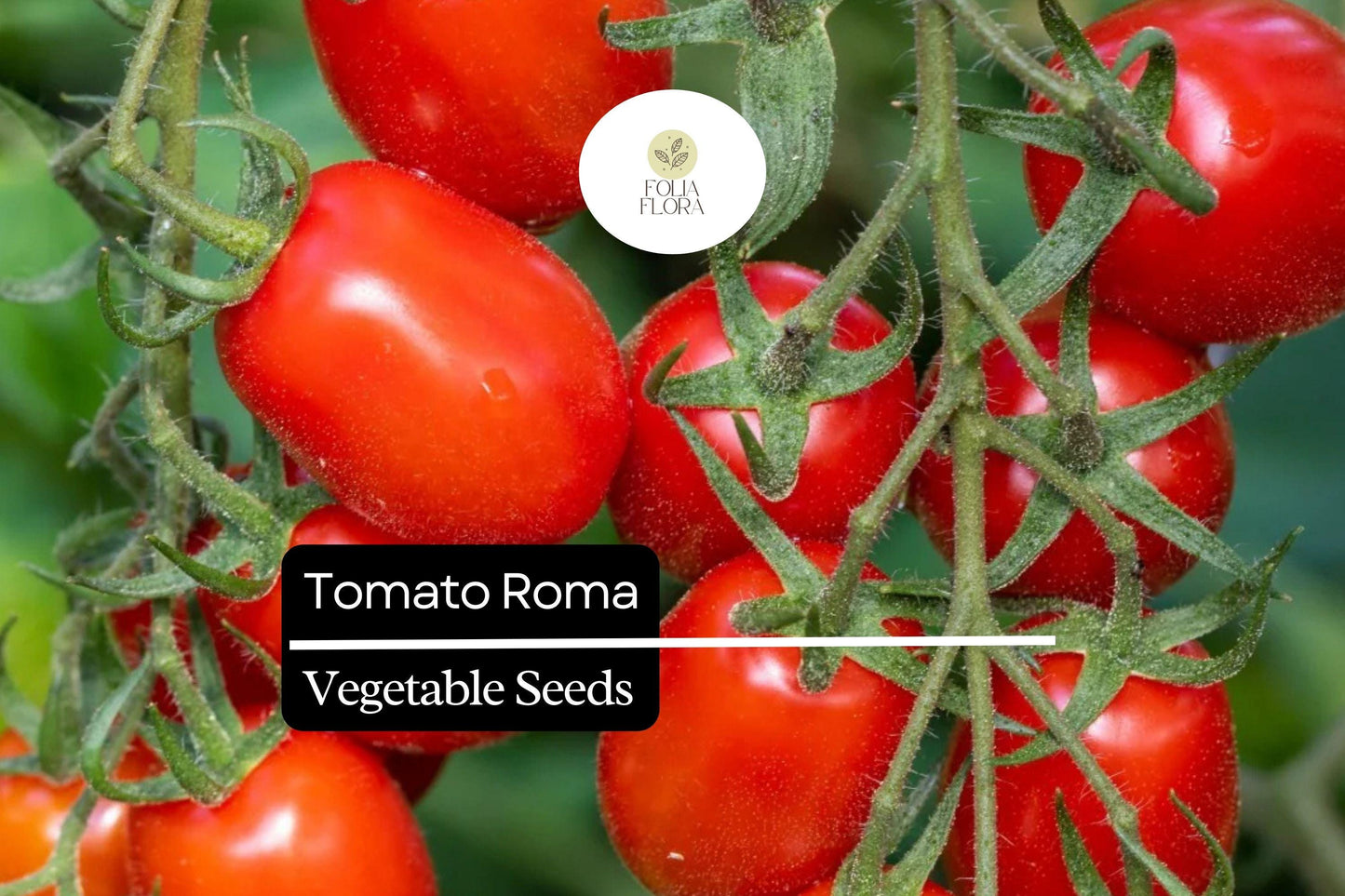 50 Seeds Tomato Roma (Solanum lycopersicum) – Classic Heirloom Plum Tomato for Sauces, Soups, and Canning