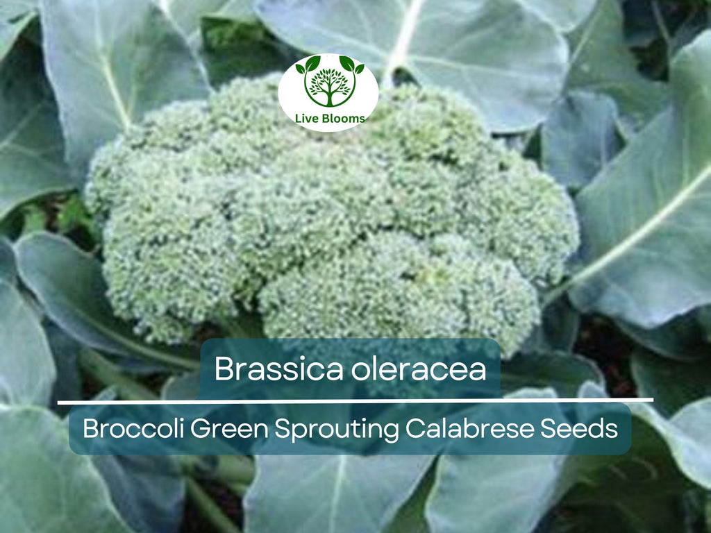 300 Seeds Broccoli Green Sprouting Calabrese - Brassica oleracea | Heirloom Seeds for Planting, Gardening & Nutritious Harvests
