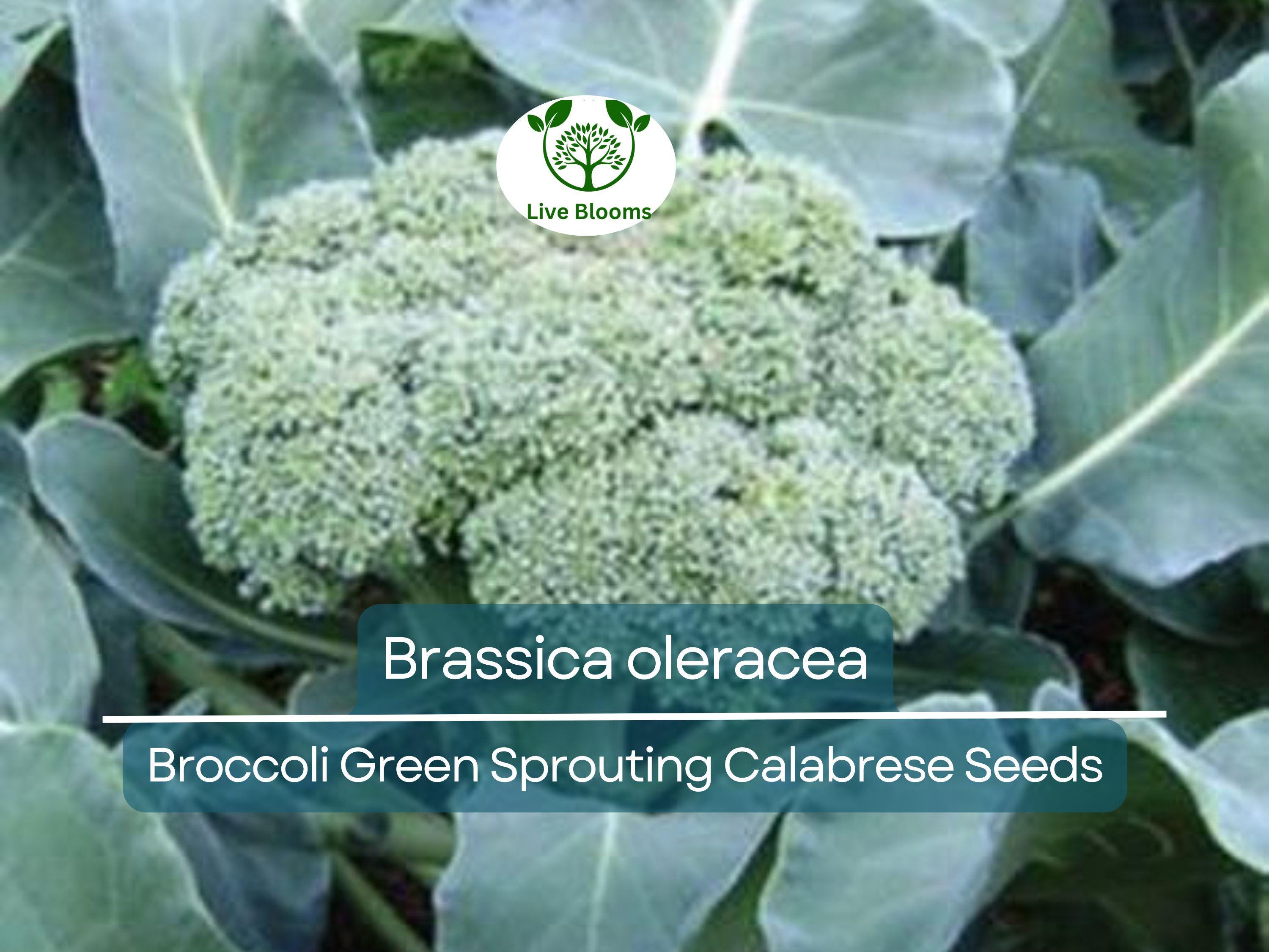 300 Seeds Broccoli Green Sprouting Calabrese - Brassica oleracea | Heirloom Seeds for Planting, Gardening & Nutritious Harvests