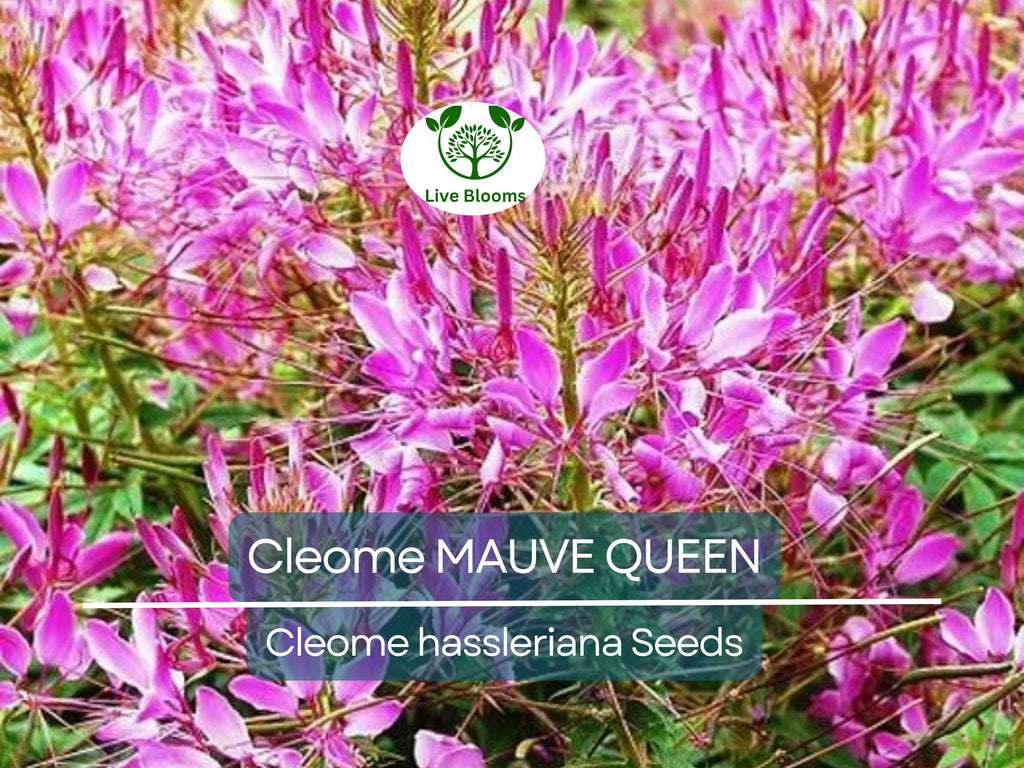 200 Seeds Cleome MAUVE QUEEN Spider Plant, Non-GMO, Fall Planting, Pollinator-Friendly, Cleome hassleriana, Vibrant Flowers