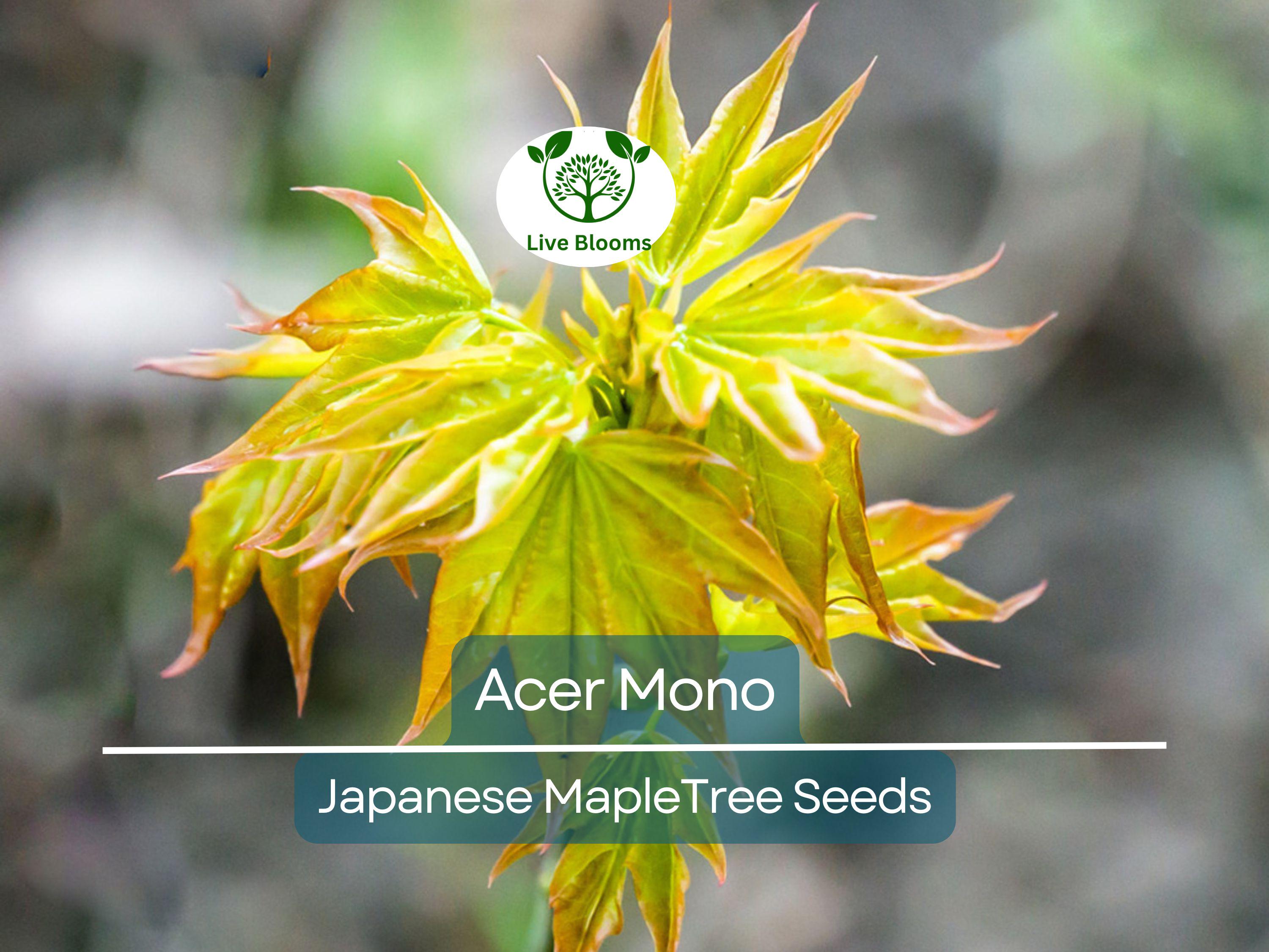 10 Seeds Acer Mono (Japanese Maple) for Planting - Rare Hardy Tree, Perfect for Bonsai, Gardens, & Landscaping - Unique Tree Seeds