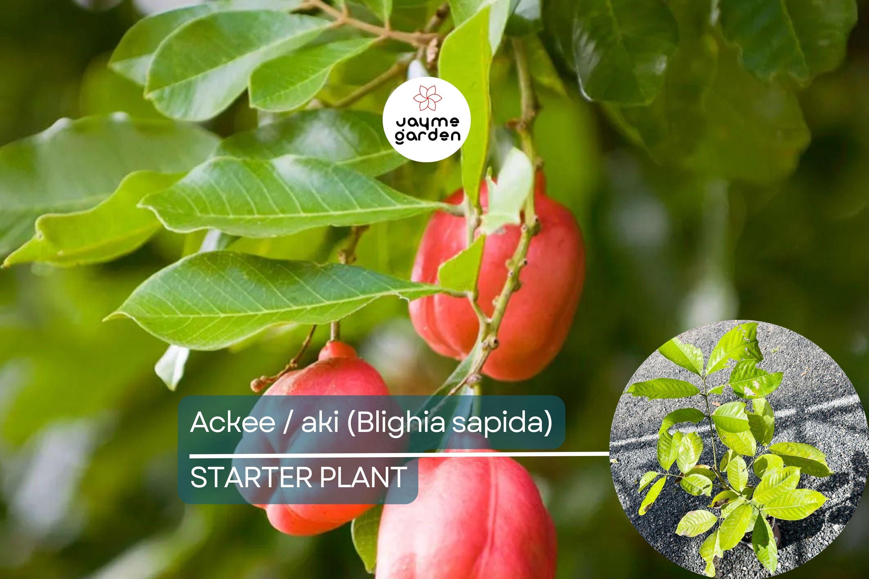 Ackee Starter Plant (Blighia sapida) Live Tropical Fruit Tree 12”-24” | Caribbean Culinary Treasure | Grow Your Own Exotic Tree