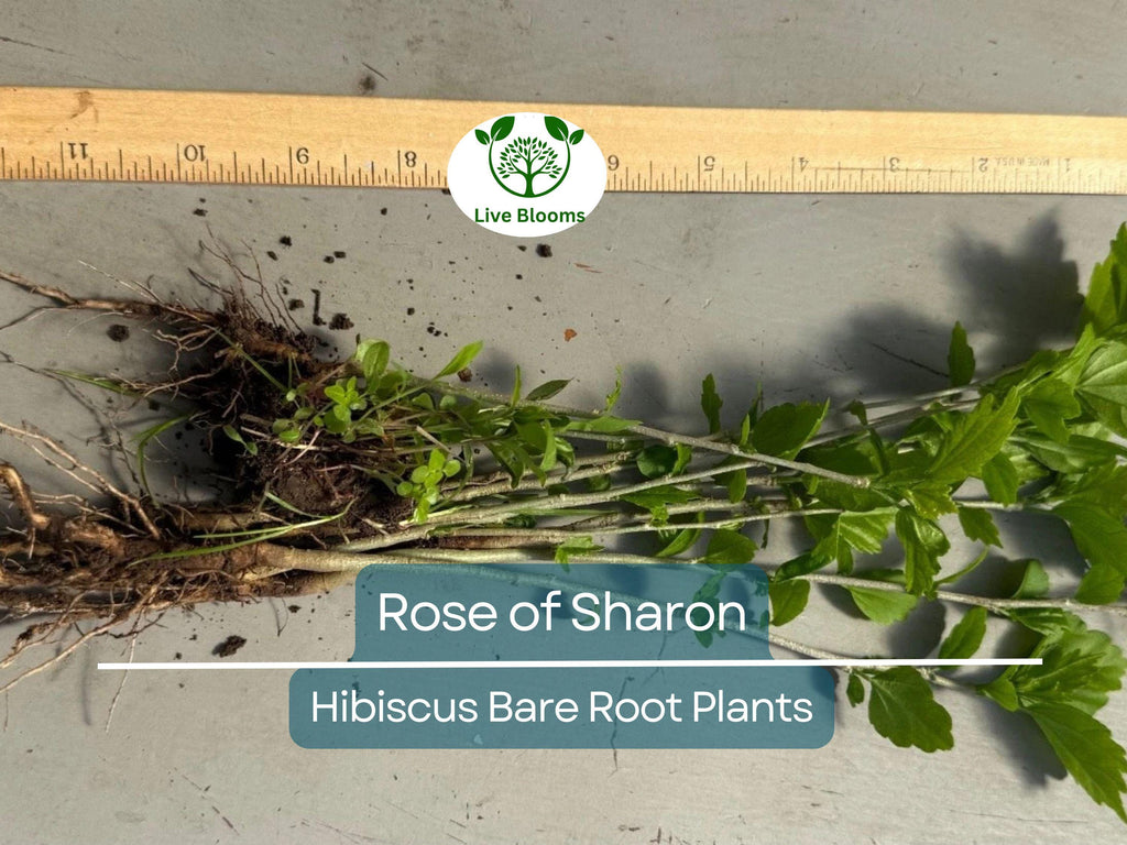 6 Rose of Sharon Plants – Bare Root Hibiscus Syriacus Seedlings – Hardy Flowering Shrubs – Summer Blooms, Pollinator Friendly