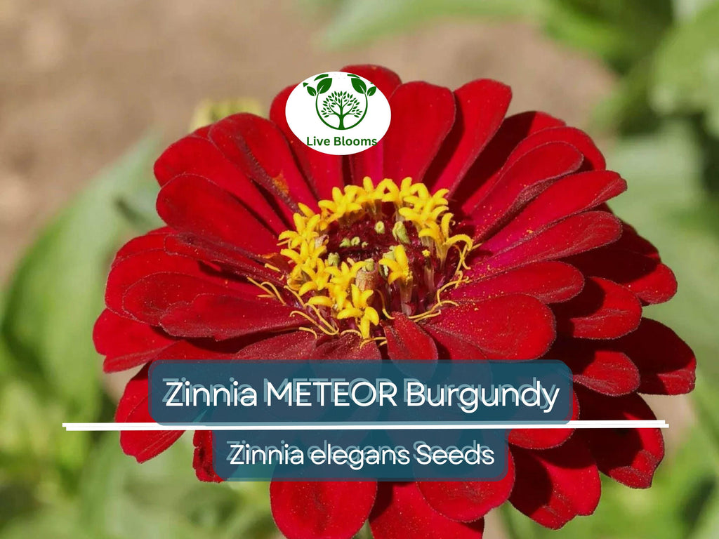 200 Zinnia Meteor Seeds - Burgundy Red Flowers for Pollinators | Zinnia elegans Non-GMO, Heirloom, Attracts Butterflies & Bees