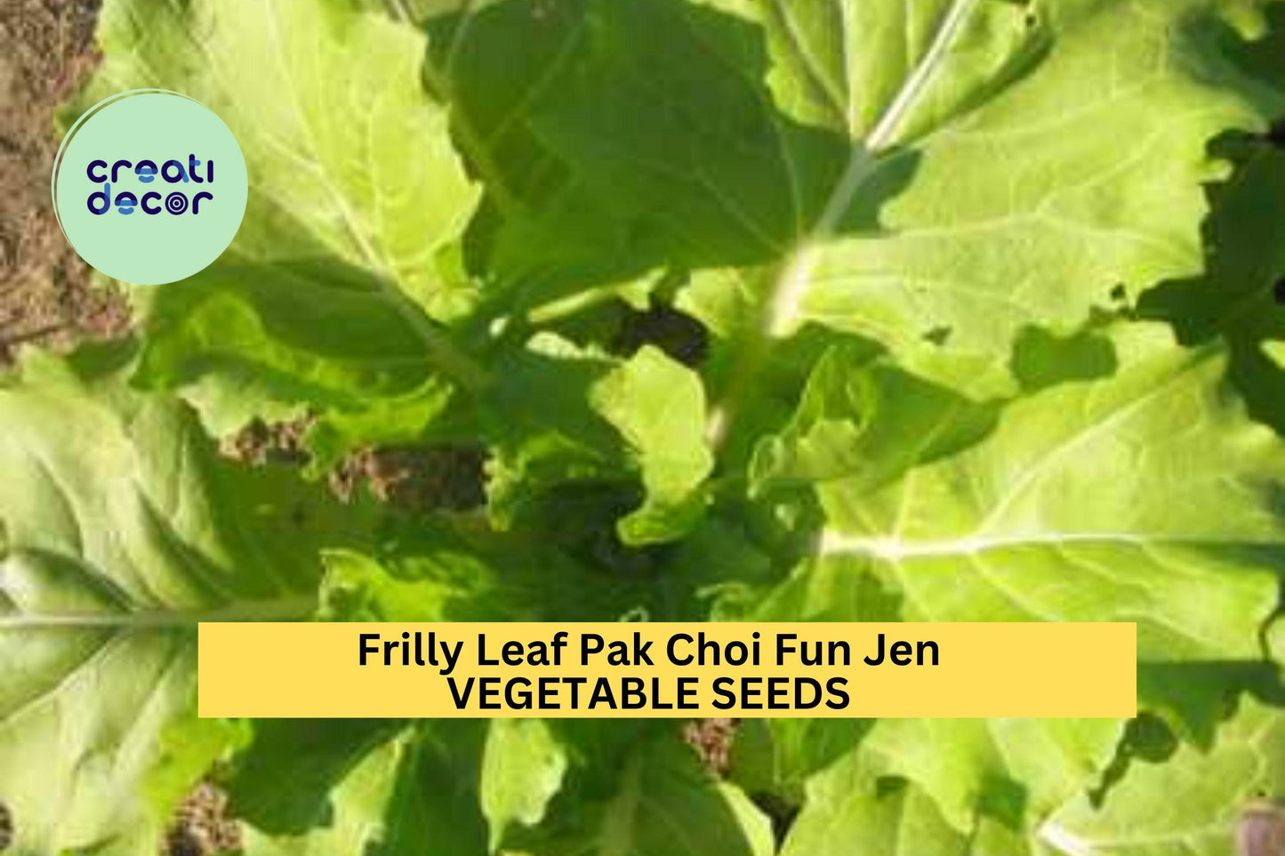 3pcs of 500mg Frilly Leaf Pak Choi Fun Jen Seeds – Hybrid Asian Greens for Crisp Salads, Stir-Fries & Home Gardens Seeds for Planting