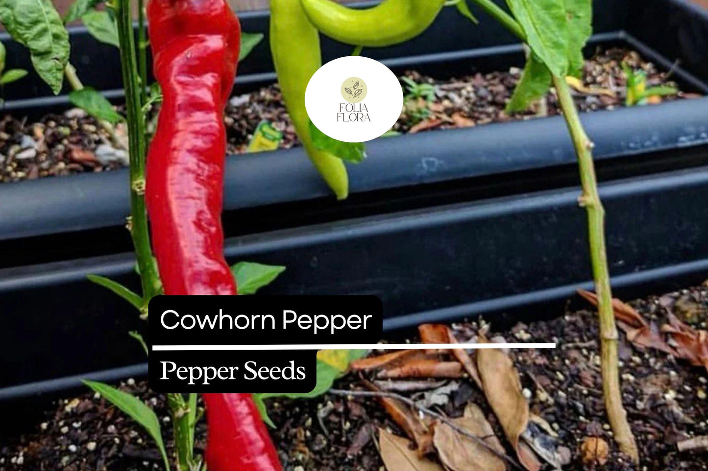 25 Cowhorn Pepper Seeds – Capsicum annuum – Heirloom, Spicy & Flavorful, High-Yielding, Perfect for Fresh Eating