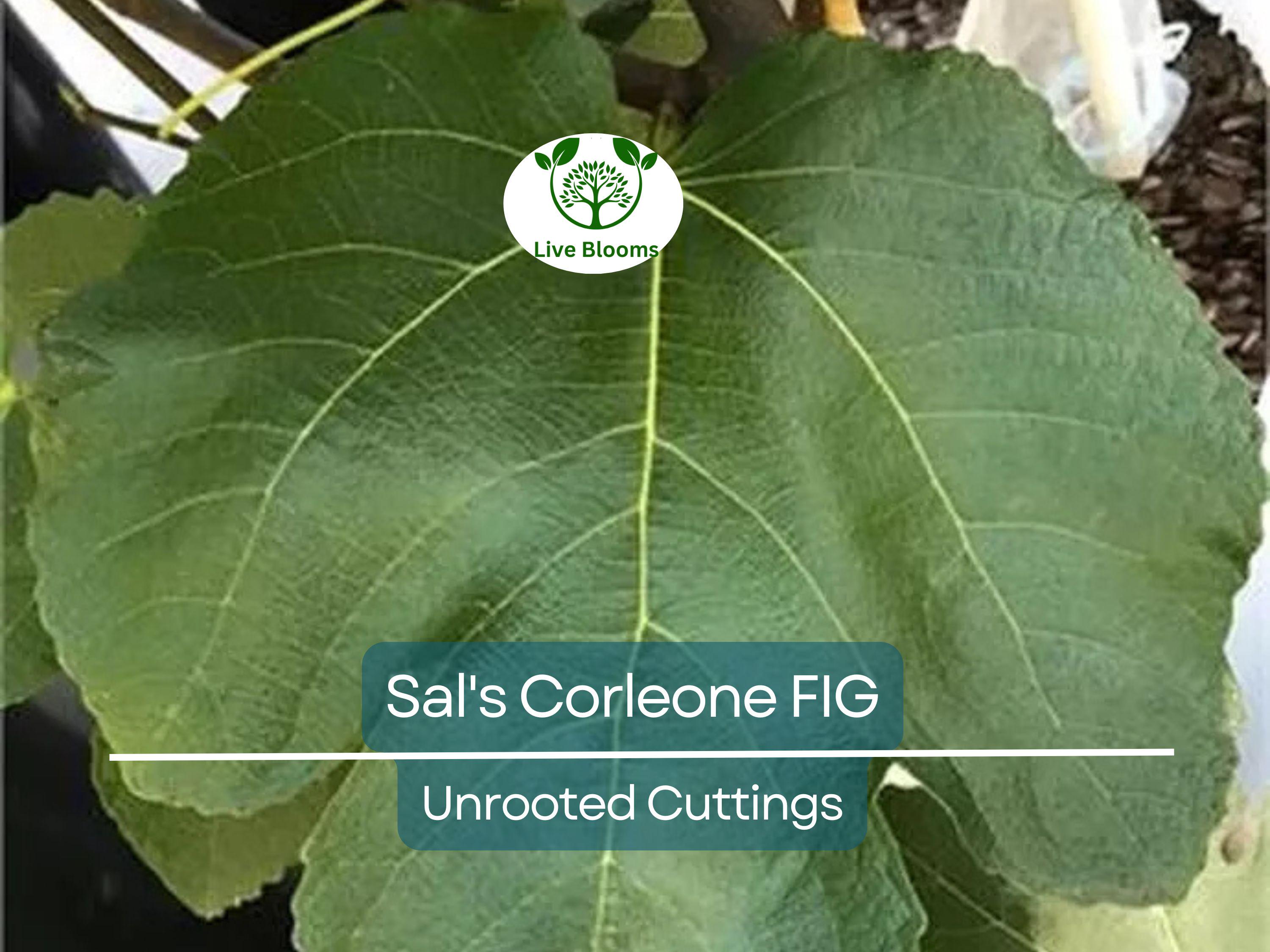 1 Sal's Corleone Fig Unrooted Cutting (Ficus carica) - At Least 3 Nodes, 8 Inches Long - Premium Fig Tree Cutting for Propagation