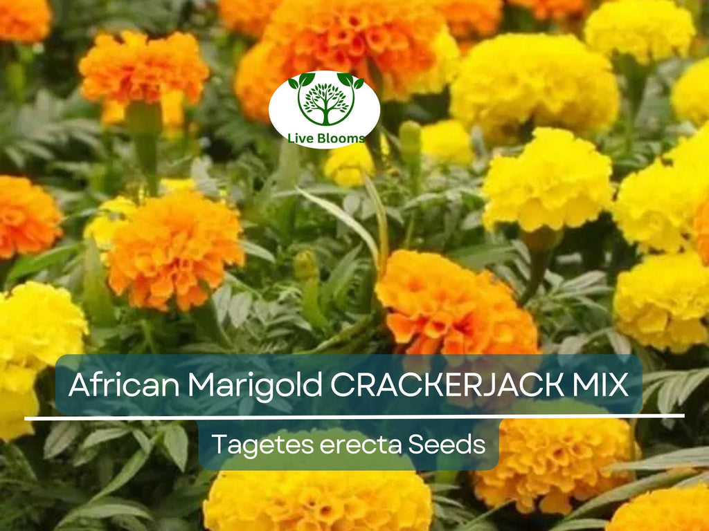 250 African Marigold Seeds CRACKERJACK MIX – Tagetes erecta, Dia de los Muertos, Heirloom, Non-GMO, Vibrant Blooms