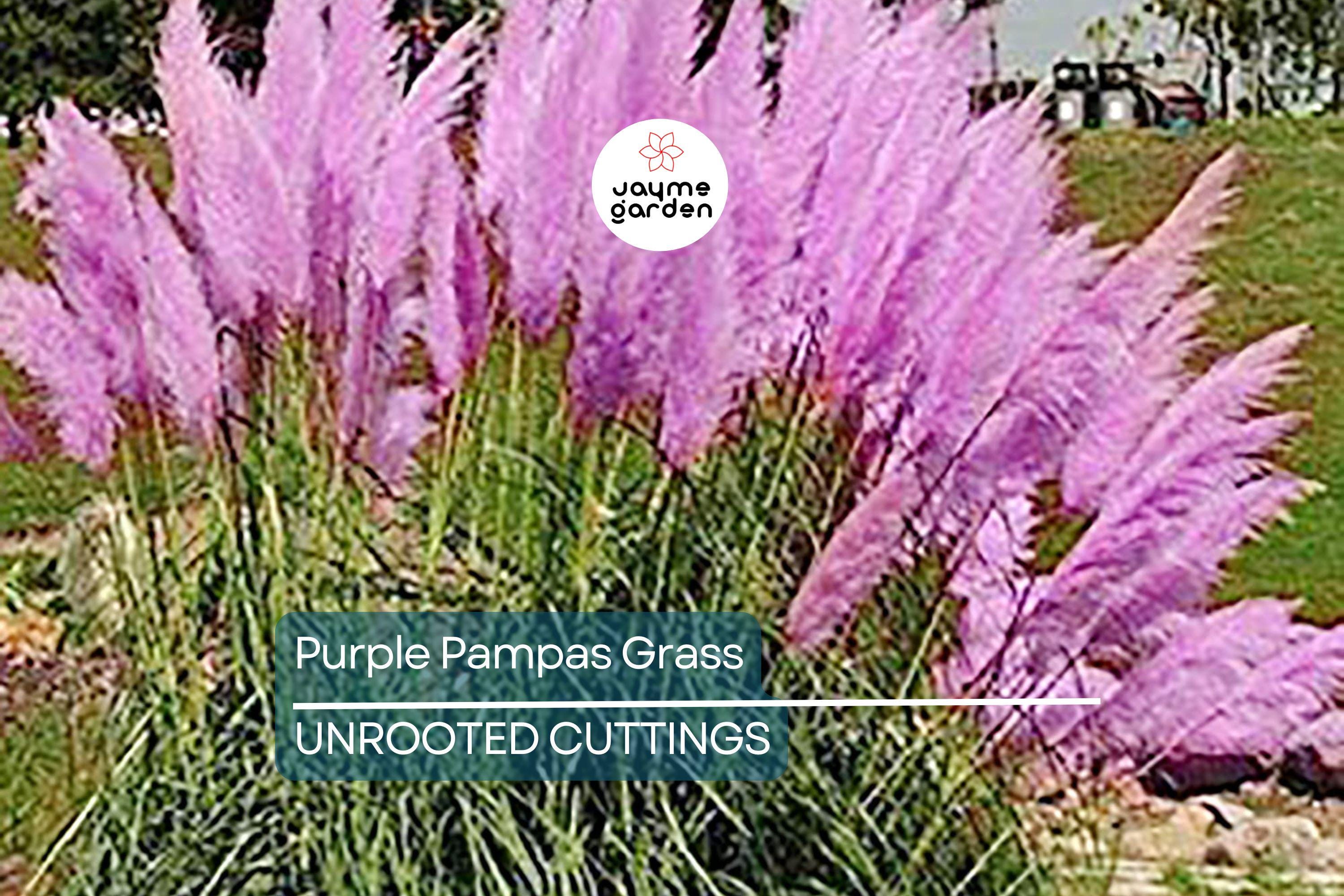 Purple Pampas Grass (Cortaderia selloana) - 4 Live Plugs, 3-5" Tall | Ornamental Grass with Dusty-Purple Plumes