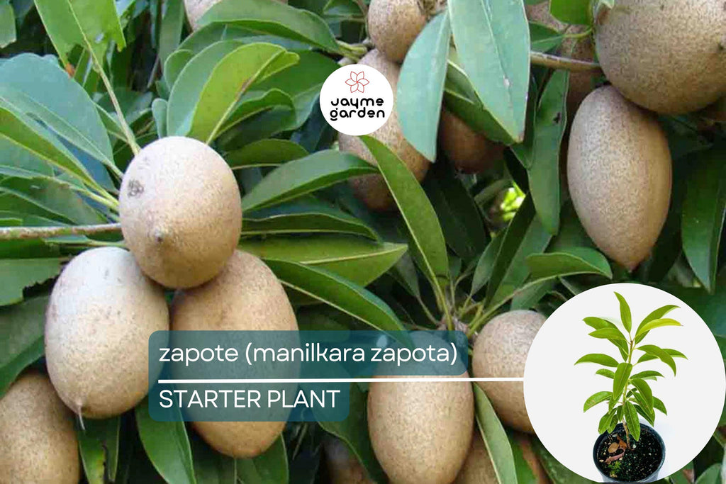 Grafted Sapodilla Tree (Manilkara zapota) Live Tropical Fruit Tree 12”-24” – Early Fruiting, Sweet Zapote Fruit