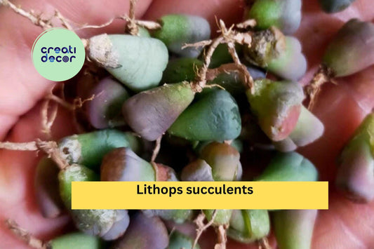 40 Lithops Living Stone Succulents | Mini Bare Root Plants 0.2–0.3 Inch | Rare Collectible Succulent Starter Pack for Indoor Pots