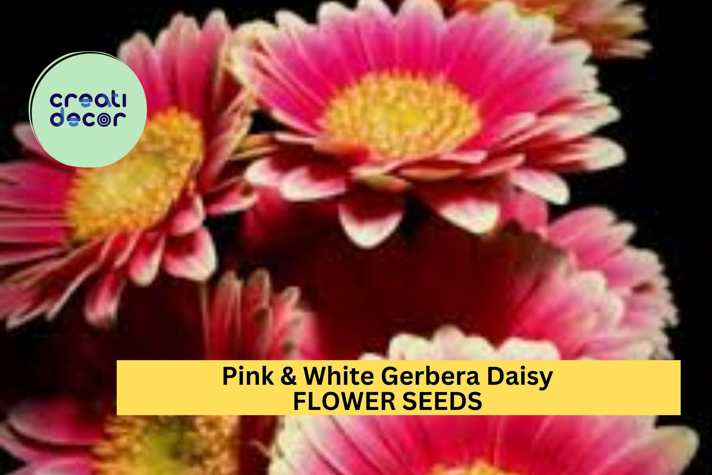 200+ Pink & White Gerbera Daisy Seeds – Vibrant Blooms for Garden Planting, Great for Borders, Pots and Cut Flower Gardens – USA