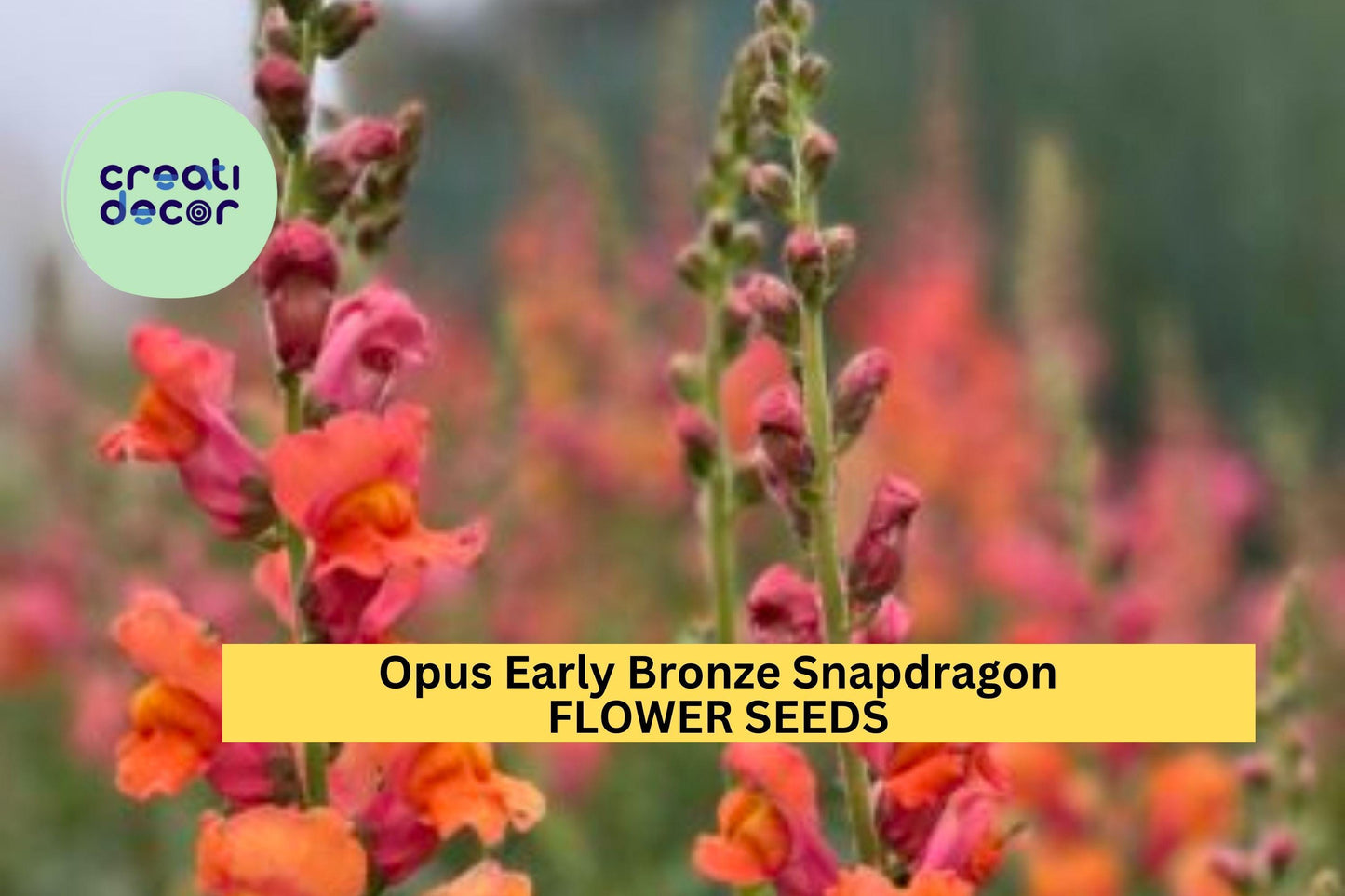 1000+ Opus Early Bronze Snapdragon Seeds – Warm Bronze-Peach Blooms for Garden Planting, Early-Blooming Cut Flowers – USA