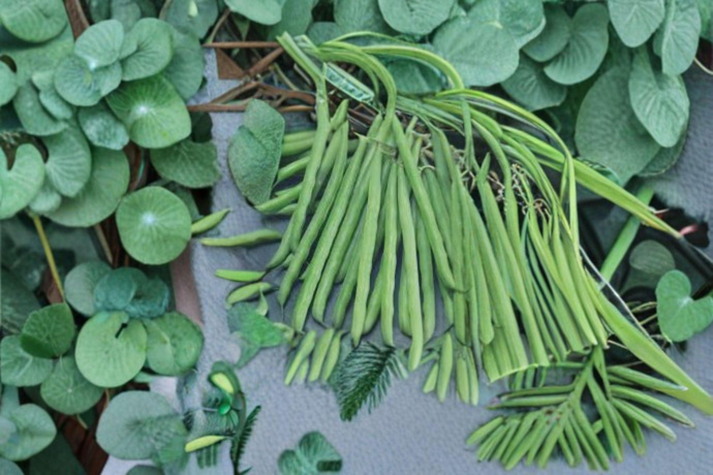 Petite Filet French Bean 30 Seeds | Gourmet Bush Bean | Extra-Slender Pods | Tender & Flavorful