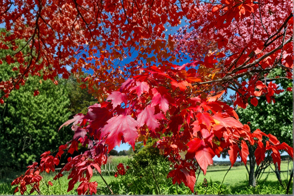 Red Maple – Acer rubrum 10 Seeds | Northern Strain | Brilliant Fall Color | Hardy Native Shade Tree