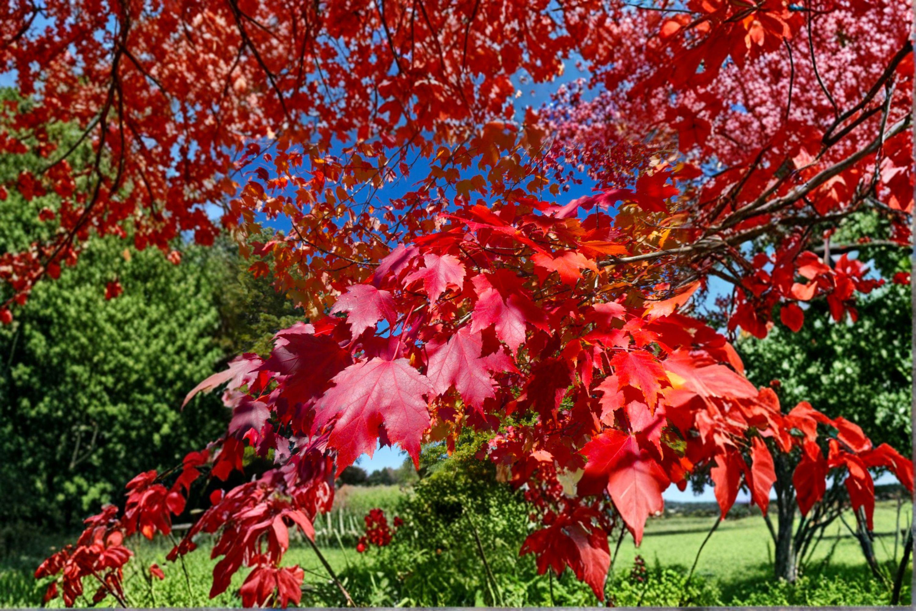 Red Maple – Acer rubrum 10 Seeds | Northern Strain | Brilliant Fall Color | Hardy Native Shade Tree