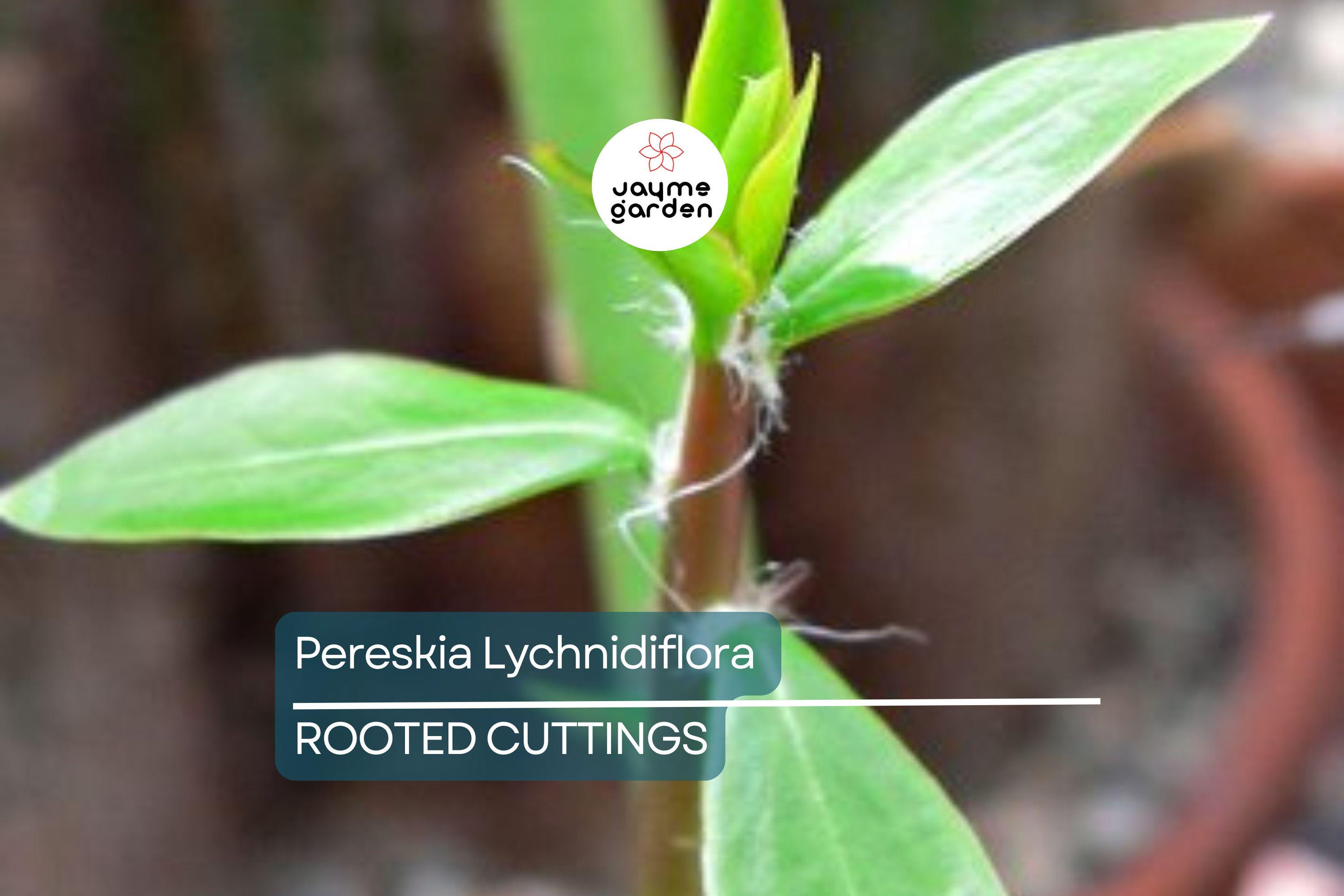 Pereskia lychnidiflora - Rare Wax Rose Cactus Starter Plant (4") | Rooted Cutting | Unique Leafy Cactus, Loves Water