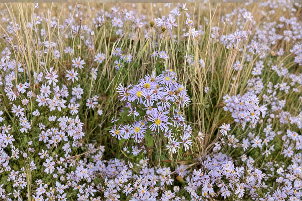 Symphyotrichum novi-belgii – New York Aster | 100 Seeds | Native Purple Aster Wildflower | Pollinator Garden Plant