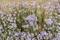Symphyotrichum novi-belgii – New York Aster | 100 Seeds | Native Purple Aster Wildflower | Pollinator Garden Plant