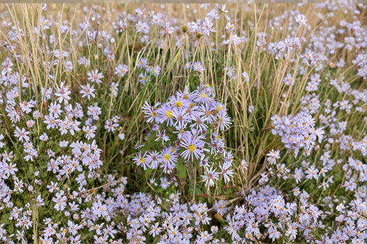 Symphyotrichum novi-belgii – New York Aster | 100 Seeds | Native Purple Aster Wildflower | Pollinator Garden Plant