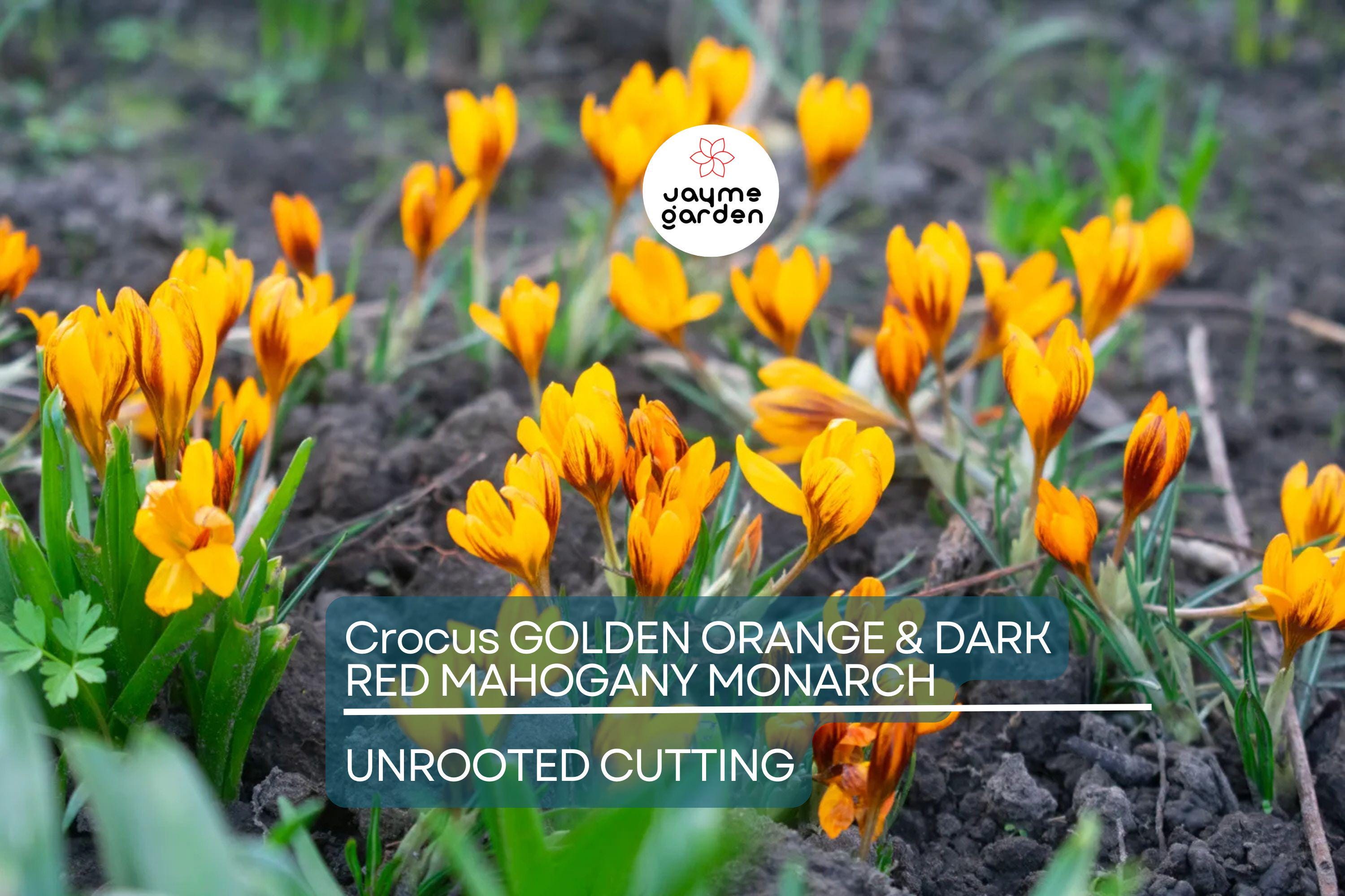 Crocus Golden Orange & Dark Red Mahogany Monarch – 5 Flower Plant Bulbs, Early Spring Bloomer