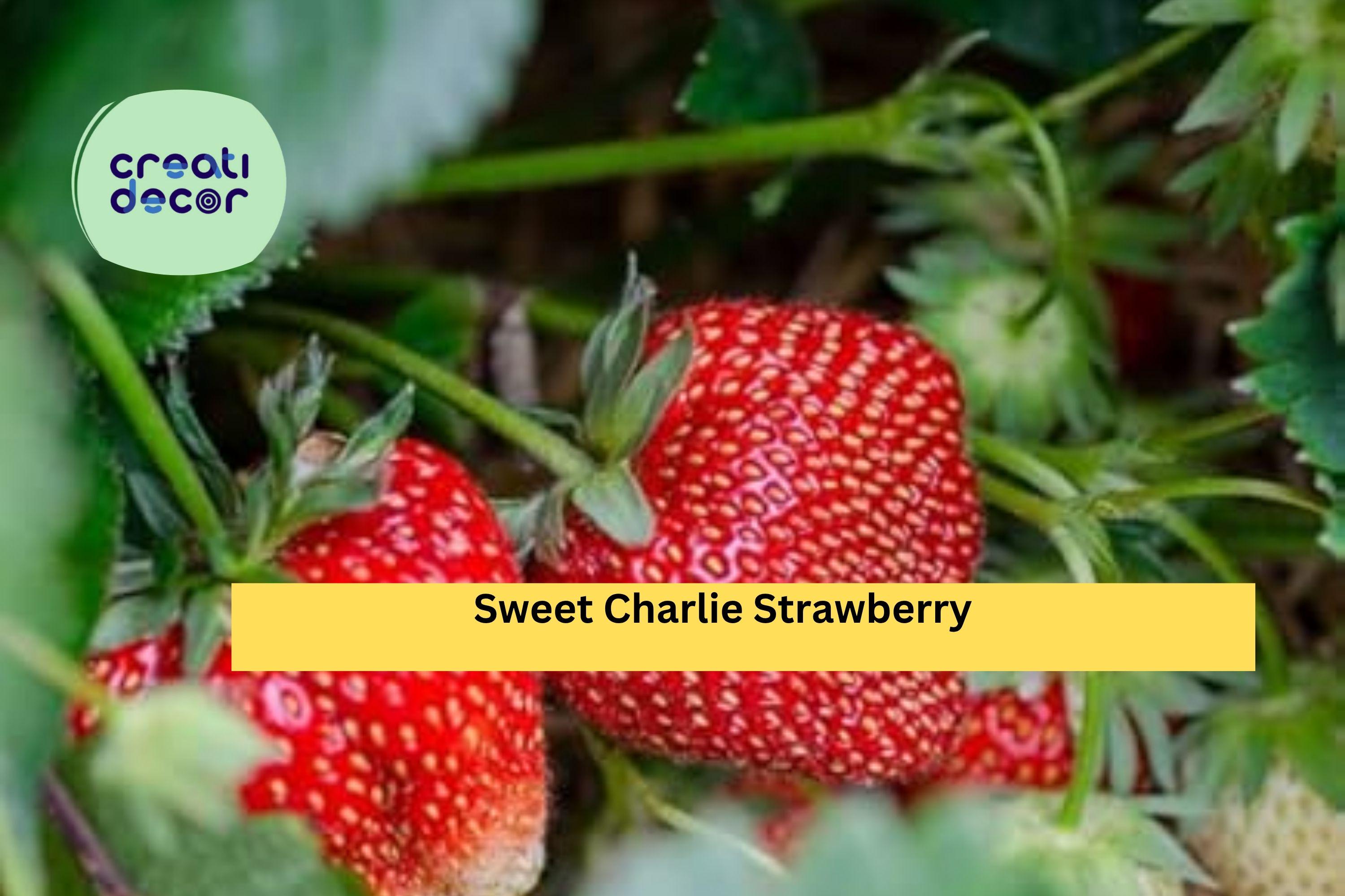 Sweet Charlie Strawberry Plants – 10 Live Bare Roots, Early Season Variety with Sweet Flavor, Productive Garden Berry Plants