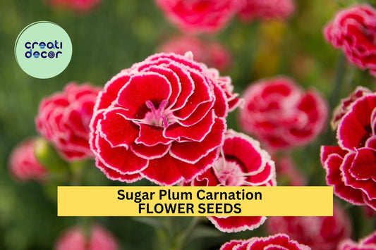 200+ Sugar Plum Carnation Seeds – Ruffled Plum-Pink Blooms for Garden Planting, Fragrant Cut Flowers for Beds & Bouquets – USA