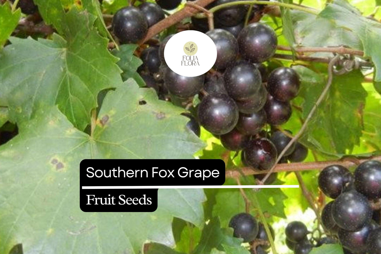 Southern Fox Grape Seeds (Vitis rotundifolia) | 25 Seeds | Grow Muscadine Grapes for Fresh Eating, Wine & Jelly