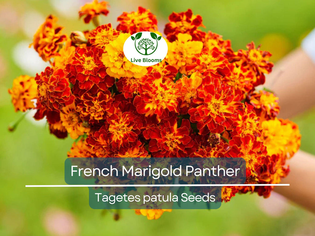 200 Seeds French Marigold Panther - Beneficial Edible, Dwarf Variety, Non-GMO, Attracts Butterflies, Garden & Culinary Use