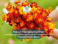 200 Seeds French Marigold Panther - Beneficial Edible, Dwarf Variety, Non-GMO, Attracts Butterflies, Garden & Culinary Use