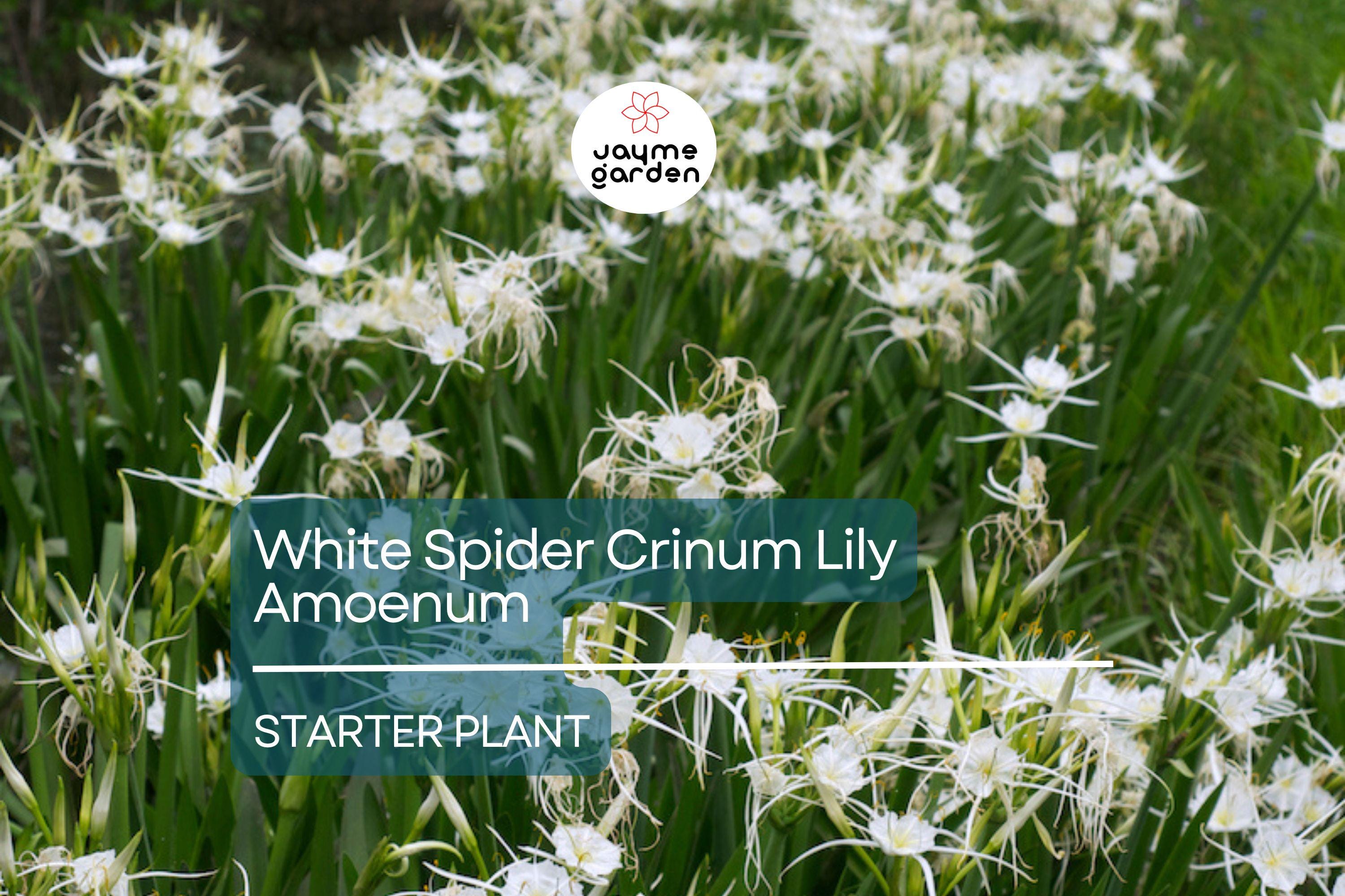 White Spider Crinum Lily Amoenum Starter Plant | Giant Flowering Outdoor Lily | Live Rooted Bulb | Drought-Tolerant