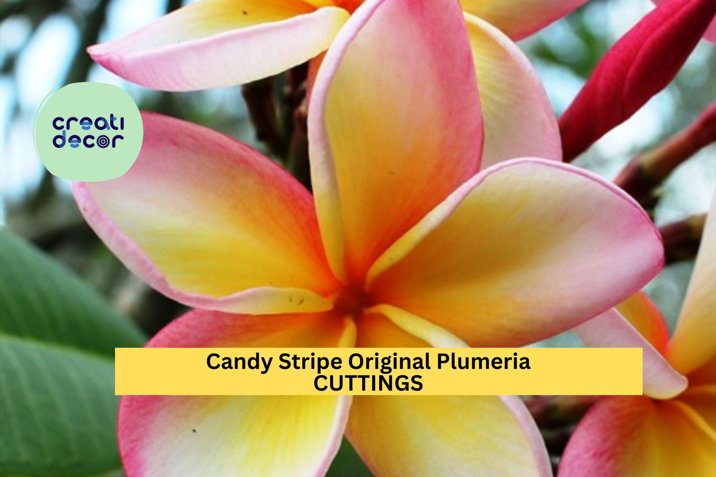 Candy Stripe Plumeria Cutting Double Head | 10" Unrooted Starter | Vibrant Tropical Frangipani Flower Tree | USA Seller
