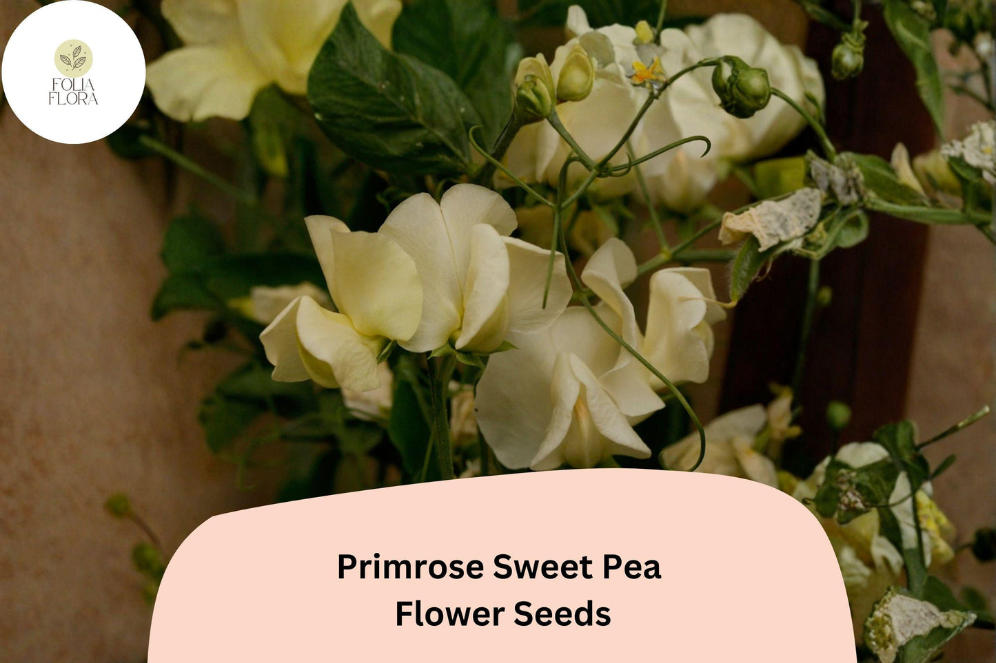 50+ Primrose Sweet Pea Seeds | Fragrant Pale Yellow Climbing Heirloom Flower for Garden Trellis