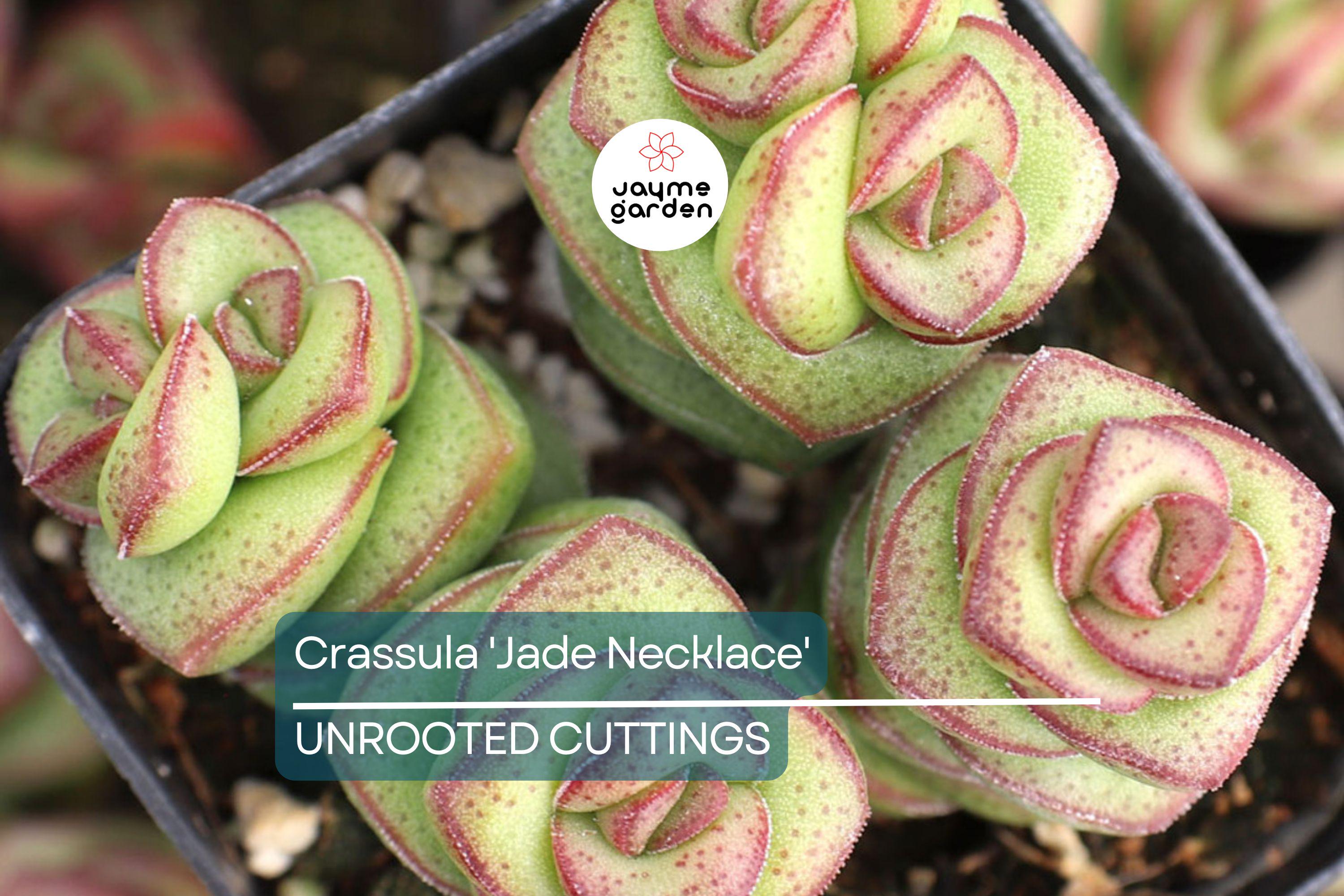 Crassula 'Jade Necklace' Rare Succulent Plant - Easy Care, 8" Tall, Perfect for Terrariums & Gifts, Star-Shaped Winter Flowers
