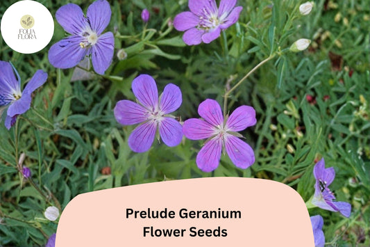 25+ Prelude Geranium Seeds for Garden Planting – Vibrant Purple Blooms, Easy to Grow Perennial Flower