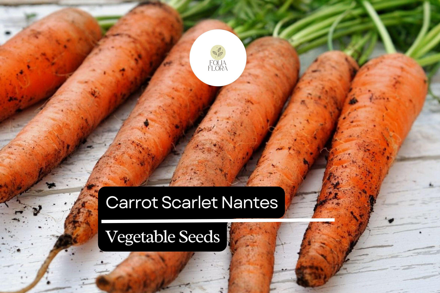 300 Seeds Carrot Scarlet Nantes, Sweet and Crisp Heirloom Carrots, Perfect for Gardens