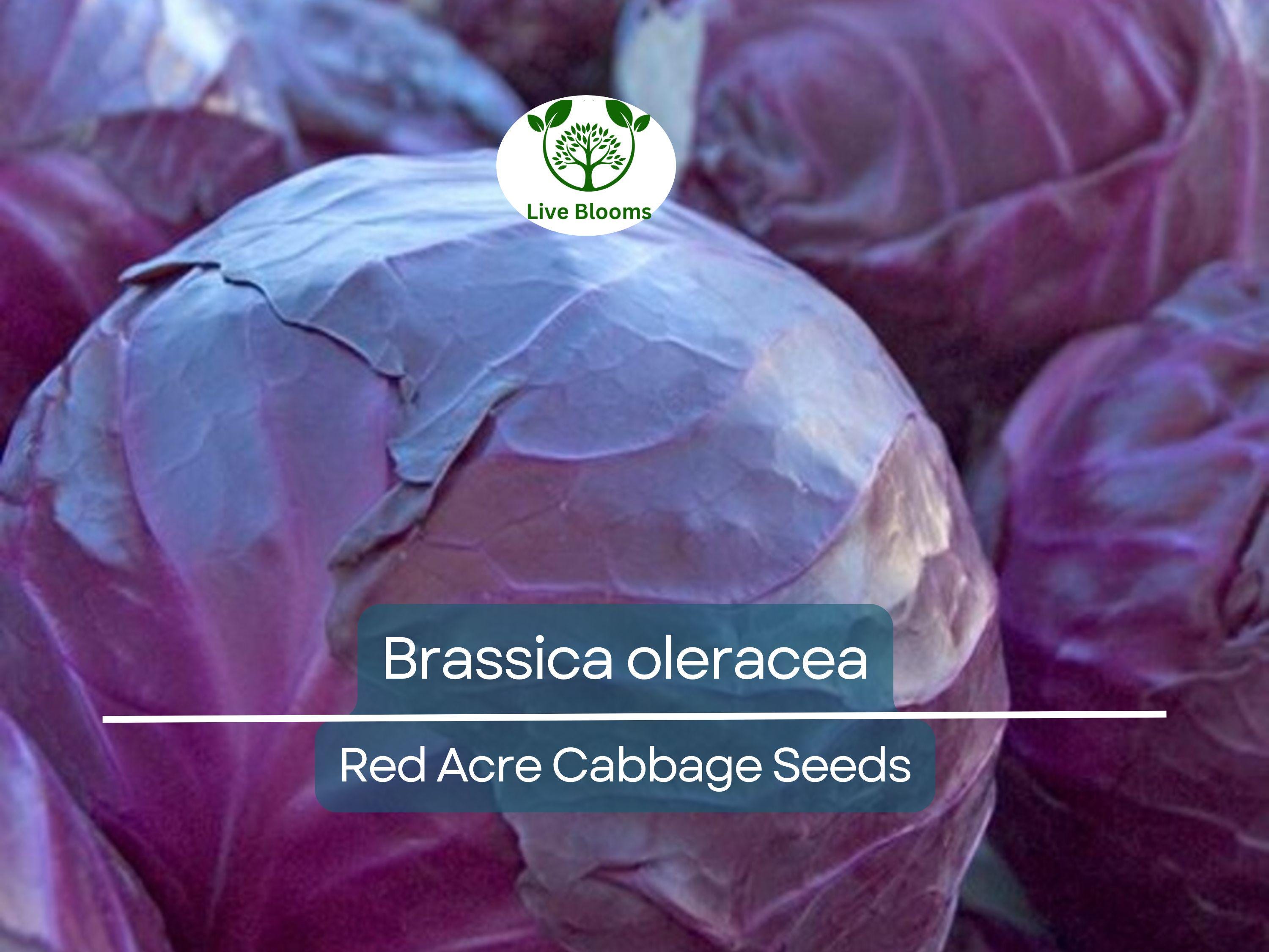 250 Seeds Red Acre Cabbage - Brassica oleracea | Heirloom Cabbage for Planting, Gardening & Nutritious Fresh Harvest