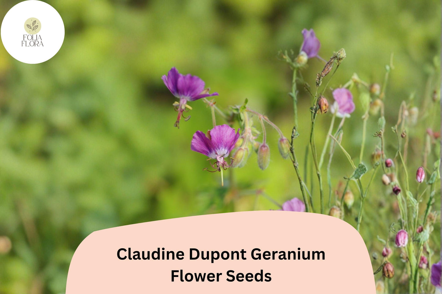 25+ Claudine Dupont Geranium Seeds | Elegant Purple Blooms | Long-Blooming Garden Flower for Pots & Borders