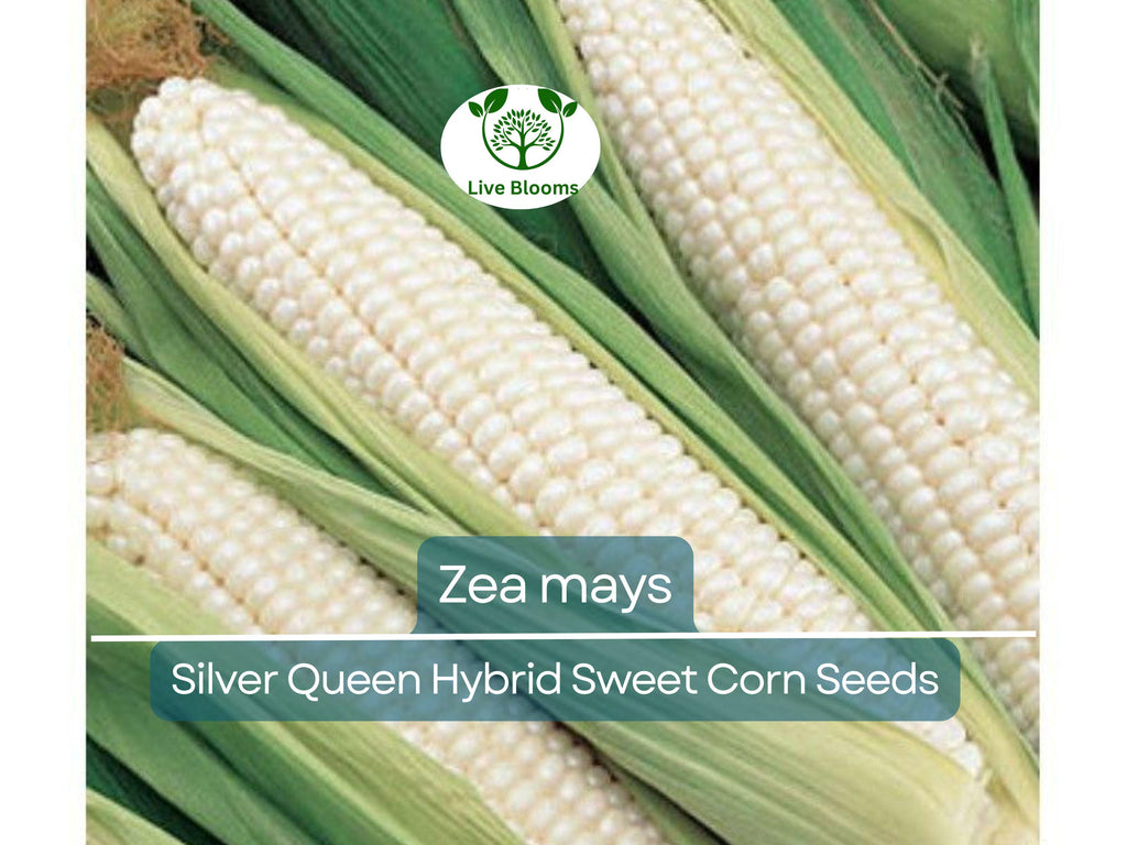35 Seeds Corn Silver Queen Hybrid Sweet – Zea mays | Heirloom Sweet Corn for Planting, Gardening & Delicious Summer Harvests